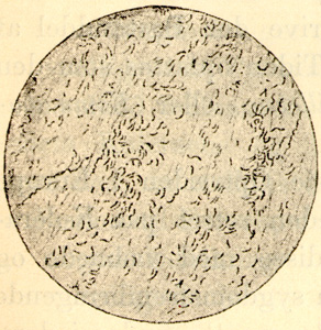Den kommaformede koleravibrion i mikroskop. Illustration fra 1892