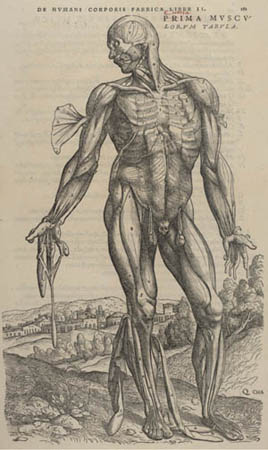 Tavle fra: Andreas Vesalius: De humani corporis fabrica ... 1543
