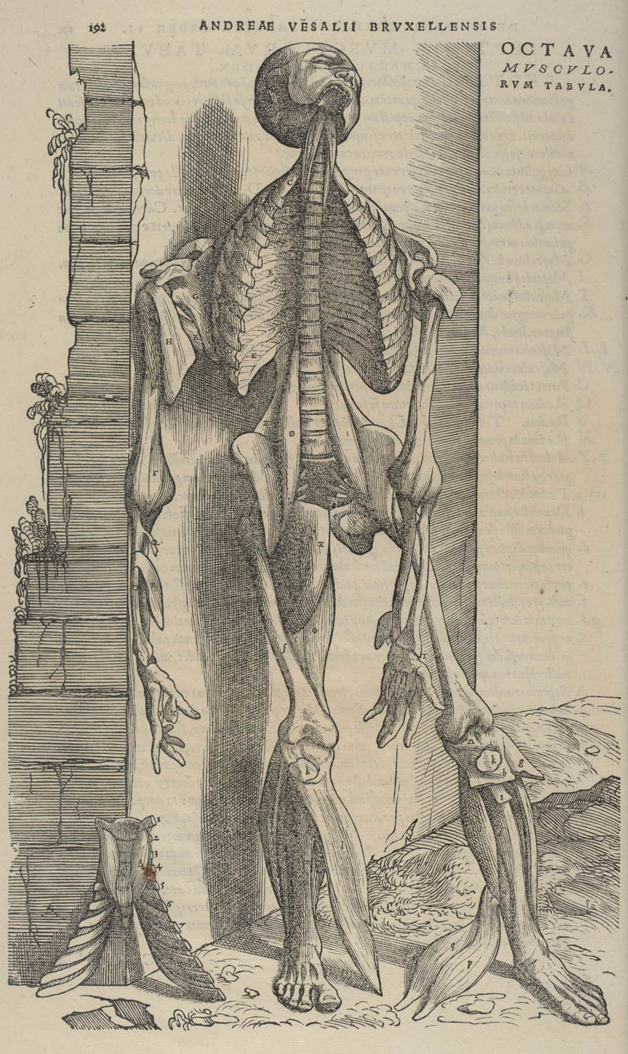 Tavle fra: Andreas Vesalius: De humani corporis fabrica ... 1543