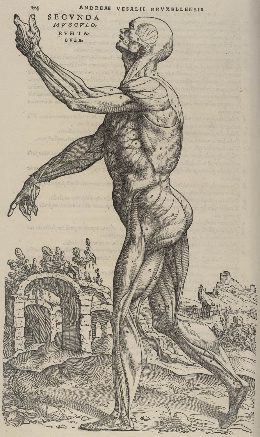 Tavle fra: Andreas Vesalius: De humani corporis fabrica ... 1543