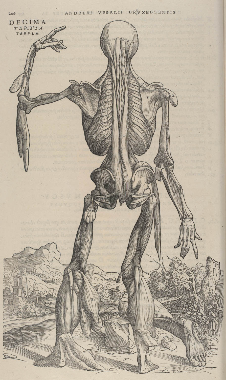 Tavle fra: Andreas Vesalius: De humani corporis fabrica ... 1543