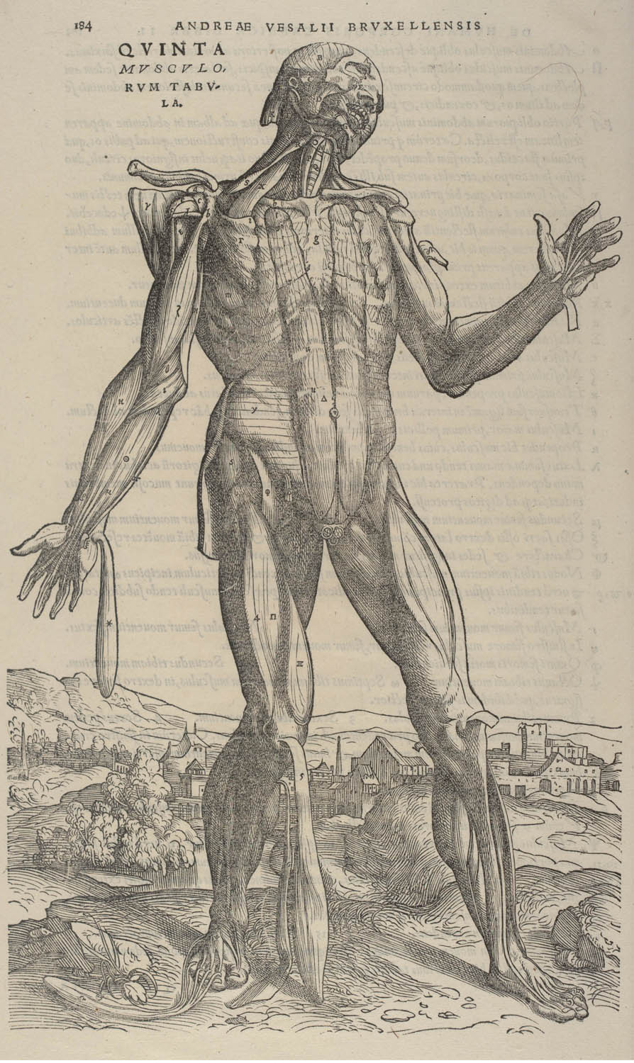 Tavle fra: Andreas Vesalius: De humani corporis fabrica ... 1543