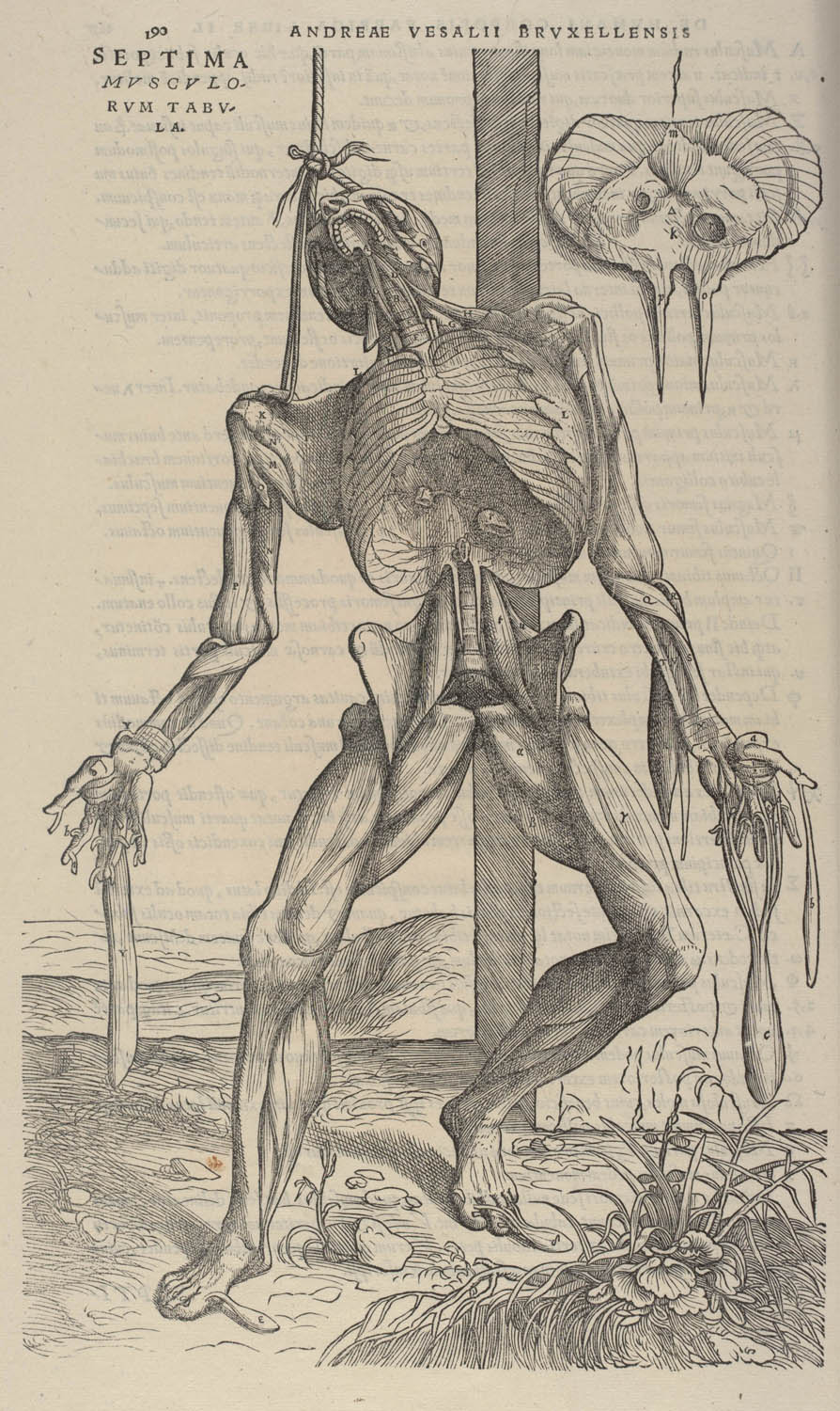 Tavle fra: Andreas Vesalius: De humani corporis fabrica ... 1543