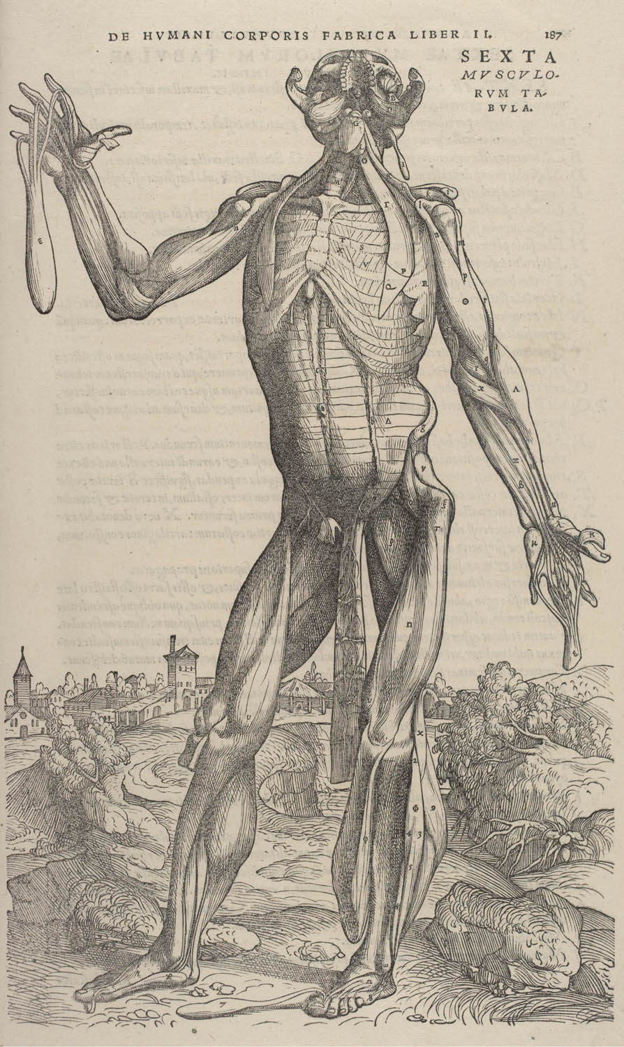 Tavle fra: Andreas Vesalius: De humani corporis fabrica ... 1543