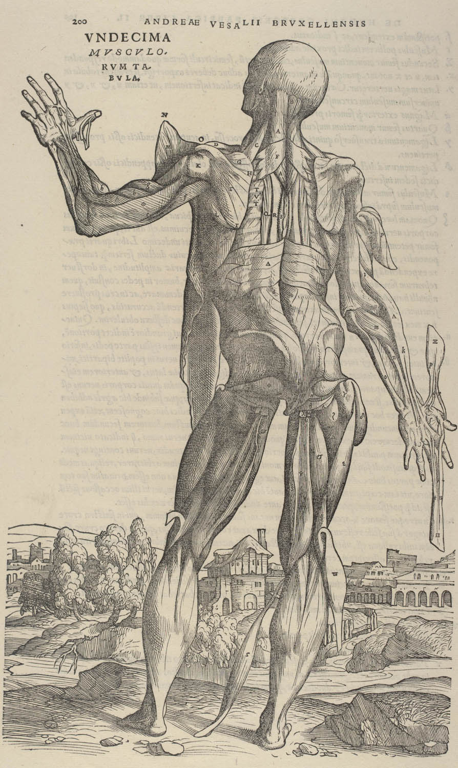 Tavle fra: Andreas Vesalius: De humani corporis fabrica ... 1543