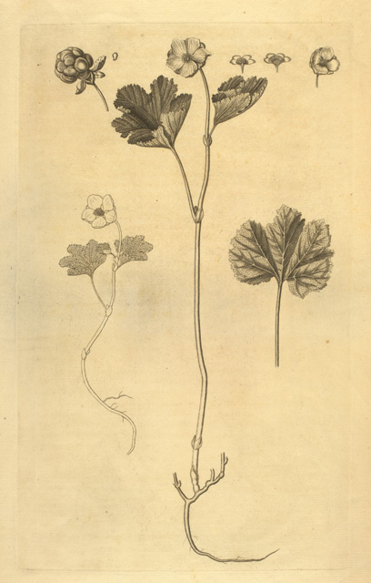 Indbydelsesskriftet til Flora Danica, 1761, side 9, prøvepladen (Rubus Chamæmorus)